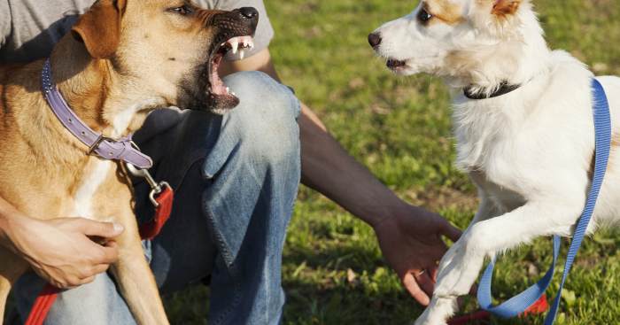 West covina dog bite attorney