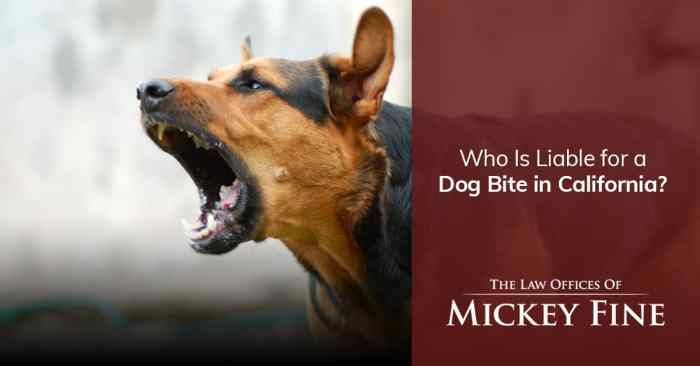 Bakersfield dog bite attorney