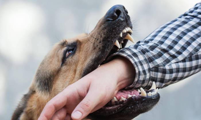 West covina dog bite attorney